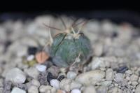 Echinocactus horizonthalonius PD 74